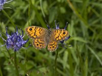 Lasiommata megera 23, Argusvlinder, female, Saxifraga-Marijke Verhagen