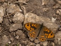 Lasiommata megera 28, Argusvlinder, male, Saxifraga-Marijke Verhagen