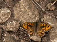 Lasiommata megera 30, Argusvlinder, male, Saxifraga-Marijke Verhagen