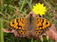 Lasiommata megera 44, Argusvlinder, Saxifraga-Bart vastenhouw