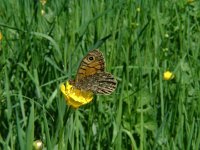 Lasiommata megera 7, Argusvlinder, male, Vlinderstichting-Henk Bosma