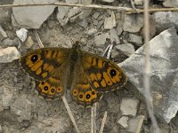 Lasiommata megera 8, Argusvlinder, male, Saxifraga-Jan van der Straaten