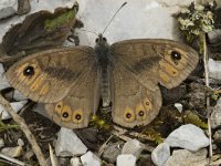 Lasiommata petropolitana 10, Kleine rotsvlinder, female, Saxifraga-Marijke Verhagen