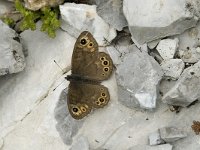 Lasiommata petropolitana 2, Kleine rotsvlinder, female, Saxifraga-Marijke Verhagen