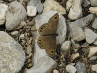 Lasiommata petropolitana 3, Kleine rotsvlinder, female, Saxifraga-Marijke Verhagen