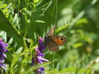 Lasiommata petropolitana 5, Kleine rotsvlinder, Vlinderstichting-Albert Vliegenthart