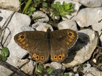 Lasiommata petropolitana 6, Kleine rotsvlinder, male, Saxifraga-Marijke Verhagen