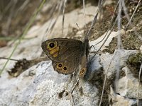 Lasiommata petropolitana 9, Kleine rotsvlinder, female, Saxifraga-Jan van der Straaten