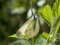 Leptidea sinapis reali 2, Vlinderstichting-Kars Veling