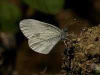 Leptidea sinapis 12, Boswitje, male, Saxifraga-Jan van der Straaten