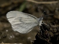 Leptidea sinapis 13, Boswitje, male, Saxifraga-Marijke Verhagen