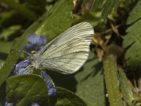 Leptidea sinapis 15, Boswitje, Saxifraga-Jan van der Straaten