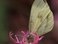 Leptidea sinapis 16, Boswitje, Vlinderstichting-Harold van den Oetelaar