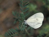 Leptidea sinapis 18, Boswitje, Vlinderstichting-Harold van den Oetelaar