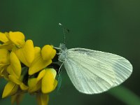 Leptidea sinapis 19, Boswitje, Vlinderstichting-Harold van den Oetelaar