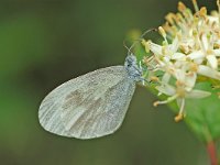 Leptidea sinapis 21, Boswitje, Vlinderstichting-Albert Vliegenthart