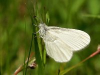 Leptidea sinapis 22, Boswitje, Vlinderstichting-Chris van Swaay  Boswitje Leptidea spec sinapis of reali LEPTSINA LSINA