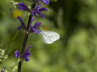 Leptidea sinapis 23, Boswitje, Vlinderstichting-Henk Bosma