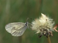 Leptidea sinapis 24, Boswitje, Vlinderstichting-Henkjan Kieviet