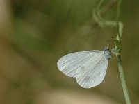 Leptidea sinapis 25, Boswitje, Vlinderstichting-Jaap Bouwman