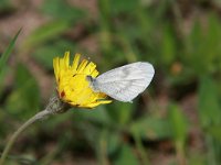 Leptidea sinapis 29, Boswitje, Saxifraga-Ditrk Hilbers