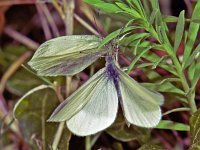 223_02A, Boswitje : Boswitje, Leptidea sinapis, Wood White, Courtship