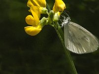 Leptidea sinapis 38, Boswitje, Saxifraga-Marijke Verhagen