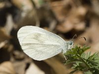 Leptidea sinapis 4, Boswitje, female, Saxifraga-Marijke Verhagen