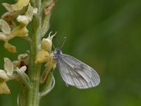 Leptidea sinapis 46, Boswitje, , Saxifraga-Luuk Vermeer