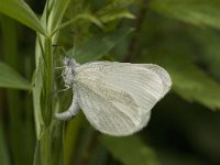 Leptidea sinapis 5, Boswitje, female laying eggs, Saxifraga-Marijke Verhagen