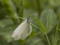 Leptidea sinapis 6, Boswitje, female laying eggs, Saxifraga-Marijke Verhagen