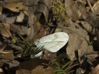 Leptidea sinapis 7, Boswitje, female laying eggs, Saxifraga-Marijke Verhagen