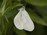 Leptidea sinapis 8, Boswitje, female laying eggs, Saxifraga-Marijke Verhagen