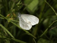 Leptidea sinapis 9, Boswitje, female, Saxifraga-Marijke Verhagen