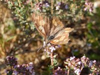 Libythea celtis 10, Snuitvlinder, on Thymus, Saxifraga-Kars Veling