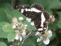 Limenitis camilla 100, Kleine ijsvogelvlinder, Saxifraga-Kars Veling