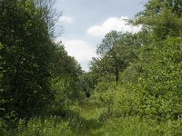 Limenitis camilla 22, Kleine ijsvogelvlinder, habitat, NL-Noord-Brabant, Boxtel, De Geelders, Saxifraga-Jan van der Straaten