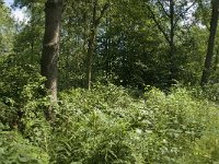 Limenitis camilla 47, Kleine ijsvogelvlinder, habitat, NL-Noord-Brabant, Boxtel, De Geelders, Saxifraga-Jan van der Straaten