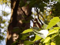 Limenitis camilla 79, Kleine ijsvogelvlinder, Saxifraga-Kars Veling