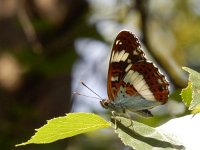 Limenitis camilla 80, Kleine ijsvogelvlinder, Saxifraga-Kars Veling