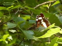 Limenitis camilla 83, Kleine ijsvogelvlinder, Saxifraga-Kars Veling