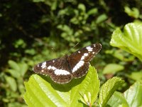 Limenitis camilla 85, Kleine ijsvogelvlinder, Saxifraga-Kars Veling