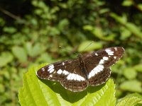 Limenitis camilla 86, Kleine ijsvogelvlinder, Saxifraga-Kars Veling