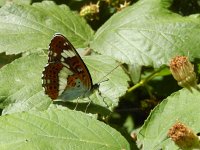 Limenitis camilla 89, Kleine ijsvogelvlinder, Saxifraga-Kars Veling