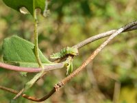 Limenitis camilla 96, Kleine ijsvogelvlinder, larva, Saxifraga-Kars Veling