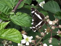 Limenitis camilla 99, Kleine ijsvogelvlinder, Saxifraga-Kars Veling