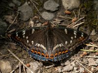 Limenitis populi 11, Grote ijsvogelvlinder, Saxifraga-Jan van der Straaten