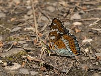 Limenitis populi 12, Grote ijsvogelvlinder, Saxifraga-Jan van der Straaten