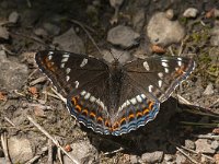 Limenitis populi 15, Grote ijsvogelvlinder, Saxifraga-Jan van der Straaten