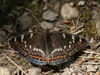 Limenitis populi 16, Grote ijsvogelvlinder, Saxifraga-Jan van der Straaten